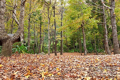 新竹尖石美樹營地 @定點露營